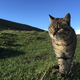 Feral cats like this one can mate with the wildcats, altering their genetics.